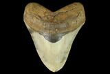 Fossil Megalodon Tooth - North Carolina #124676-1
